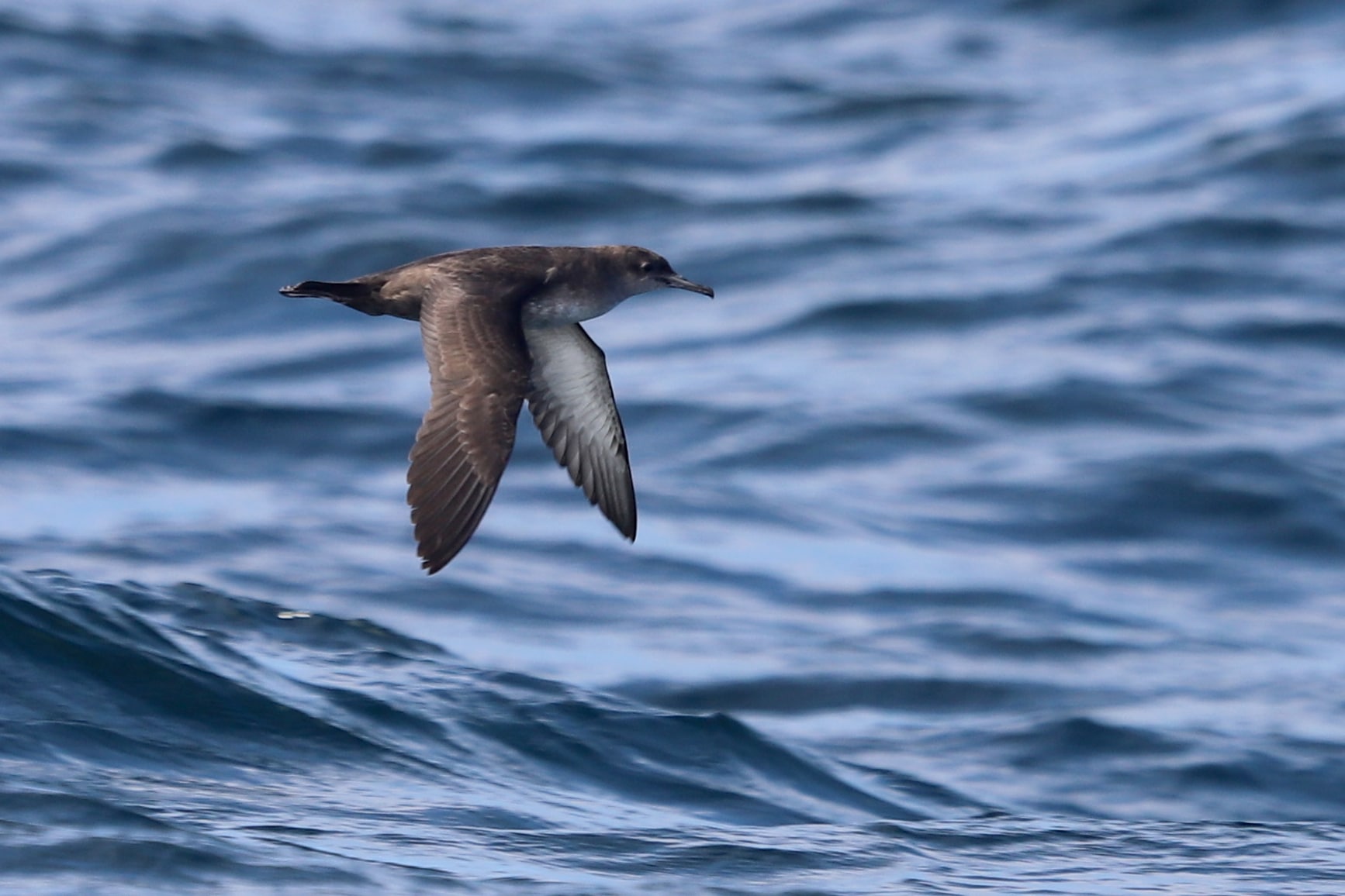 Il faut sauver le Puffin des Baléares