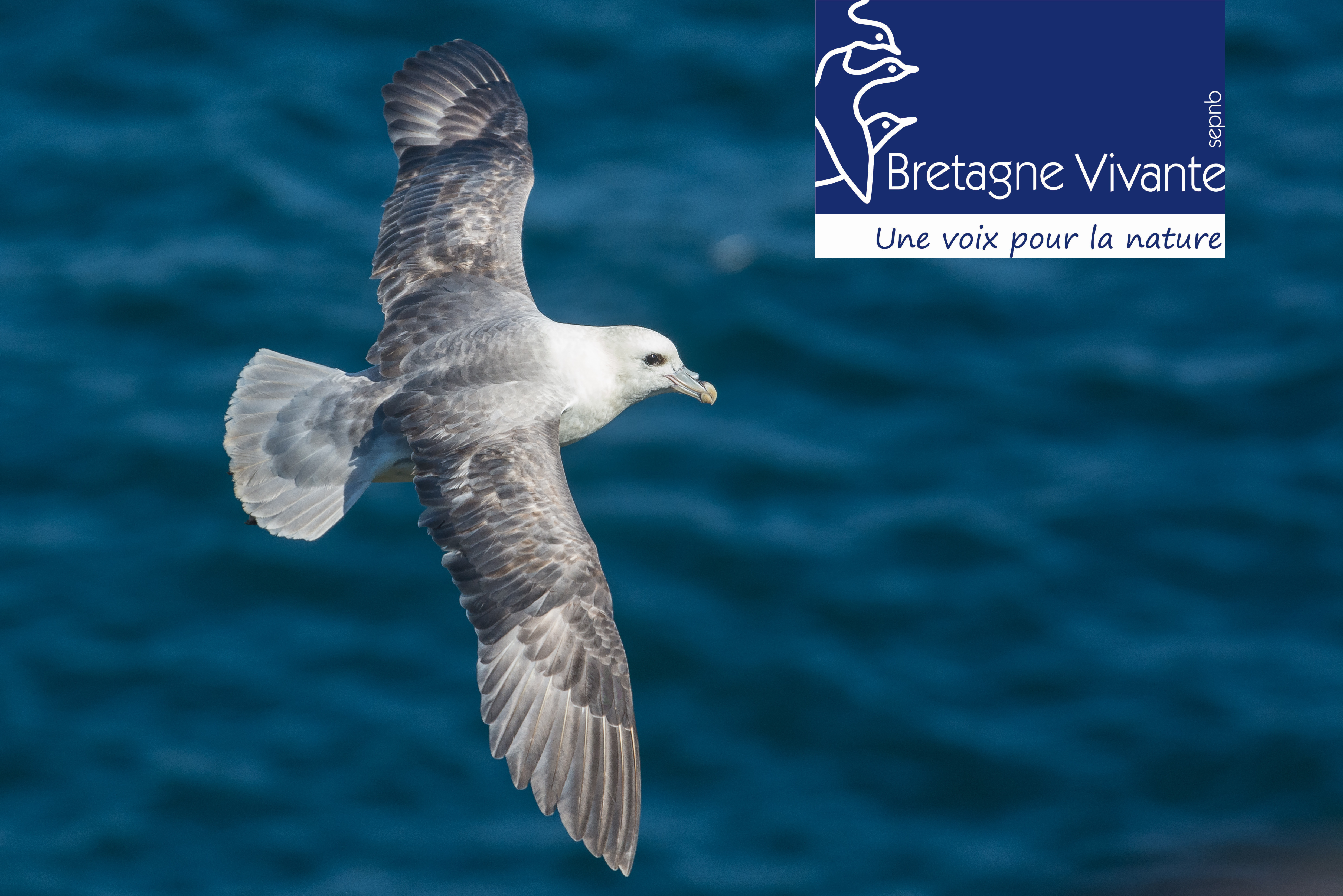 Balade en Bretagne : où voir des oiseaux marins comme le Fulmar boréal ?