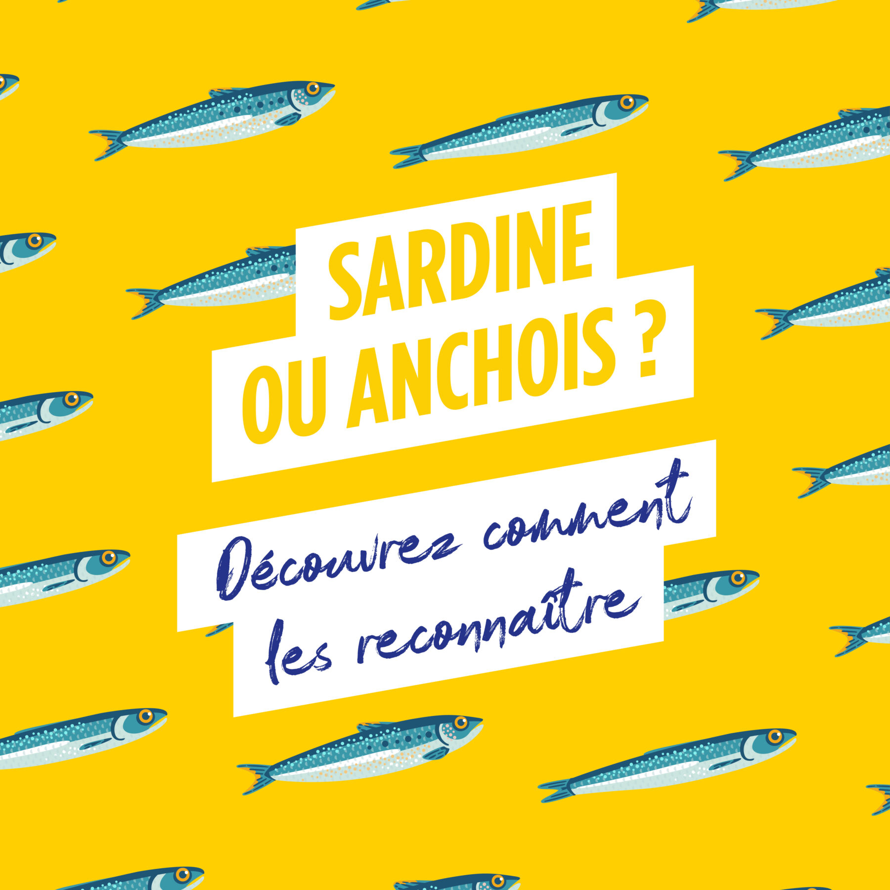 Environnement : mais pourquoi les sardines sont-elles de plus en plus  petites ?