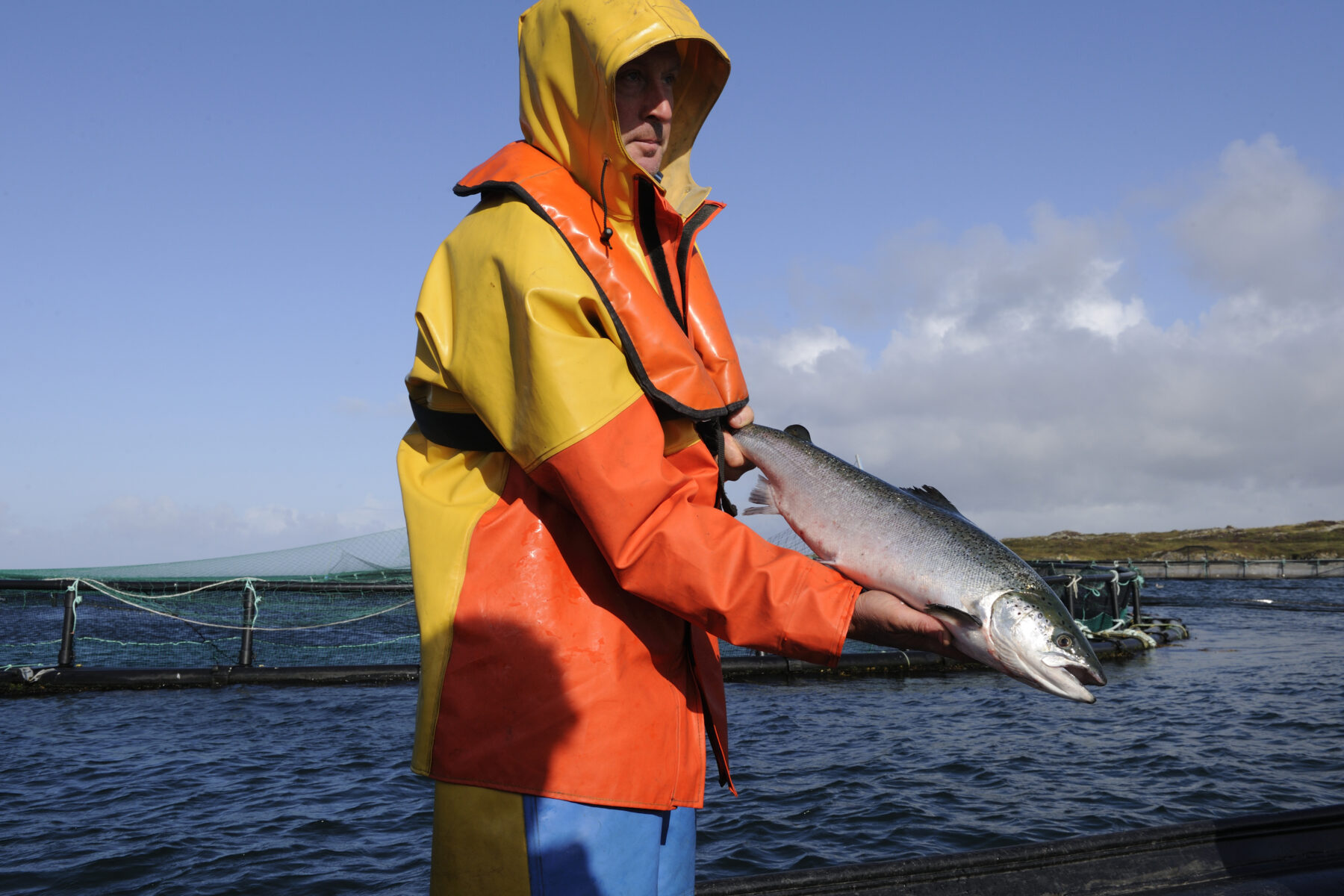 Anchois ou sardine, quelles différences ? - Phare d'Eckmühl