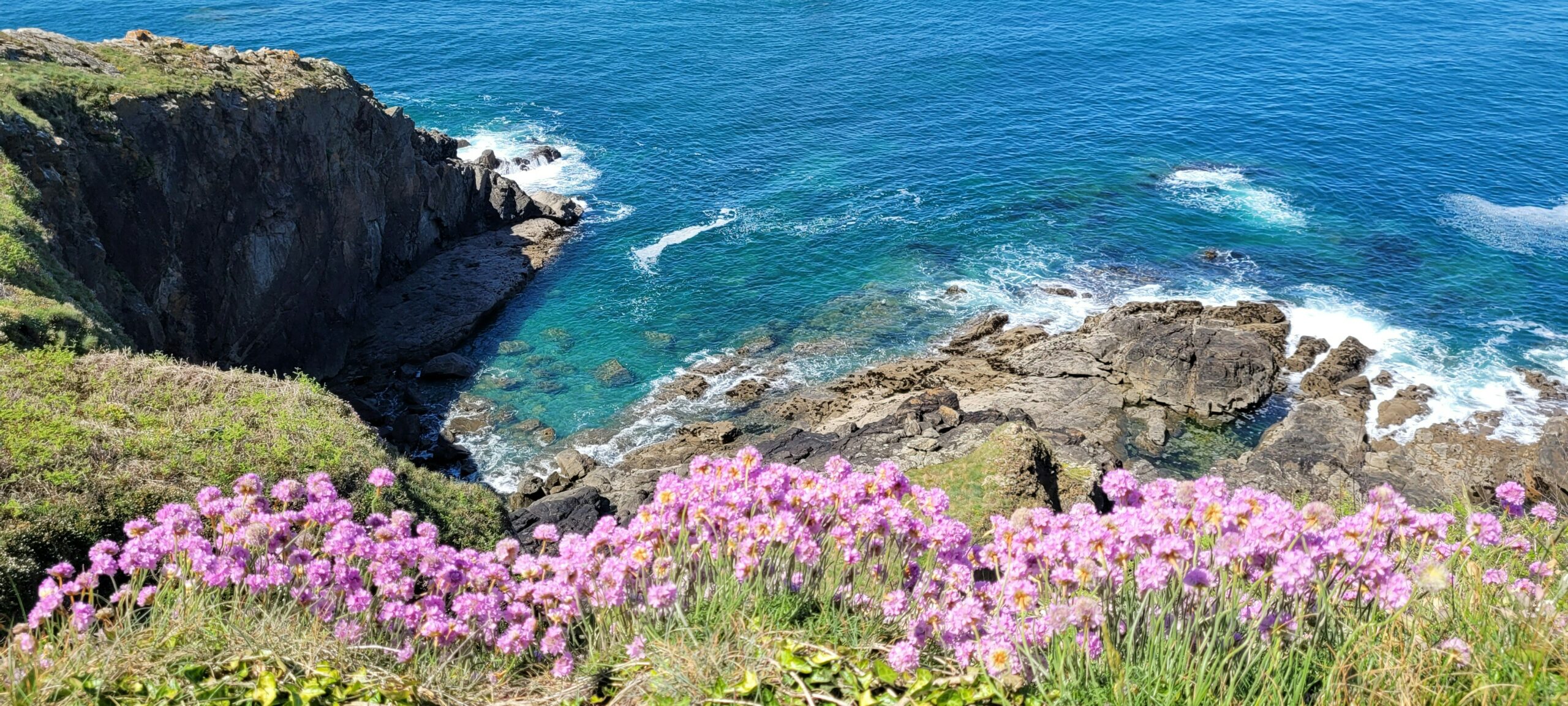 Biodiversité en Bretagne : tout savoir sur les espèces locales et comment les protéger