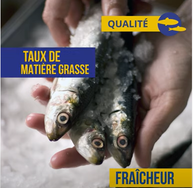 La sardine - Appellation, qualité et cuisine, en savoir plus sur la sardine