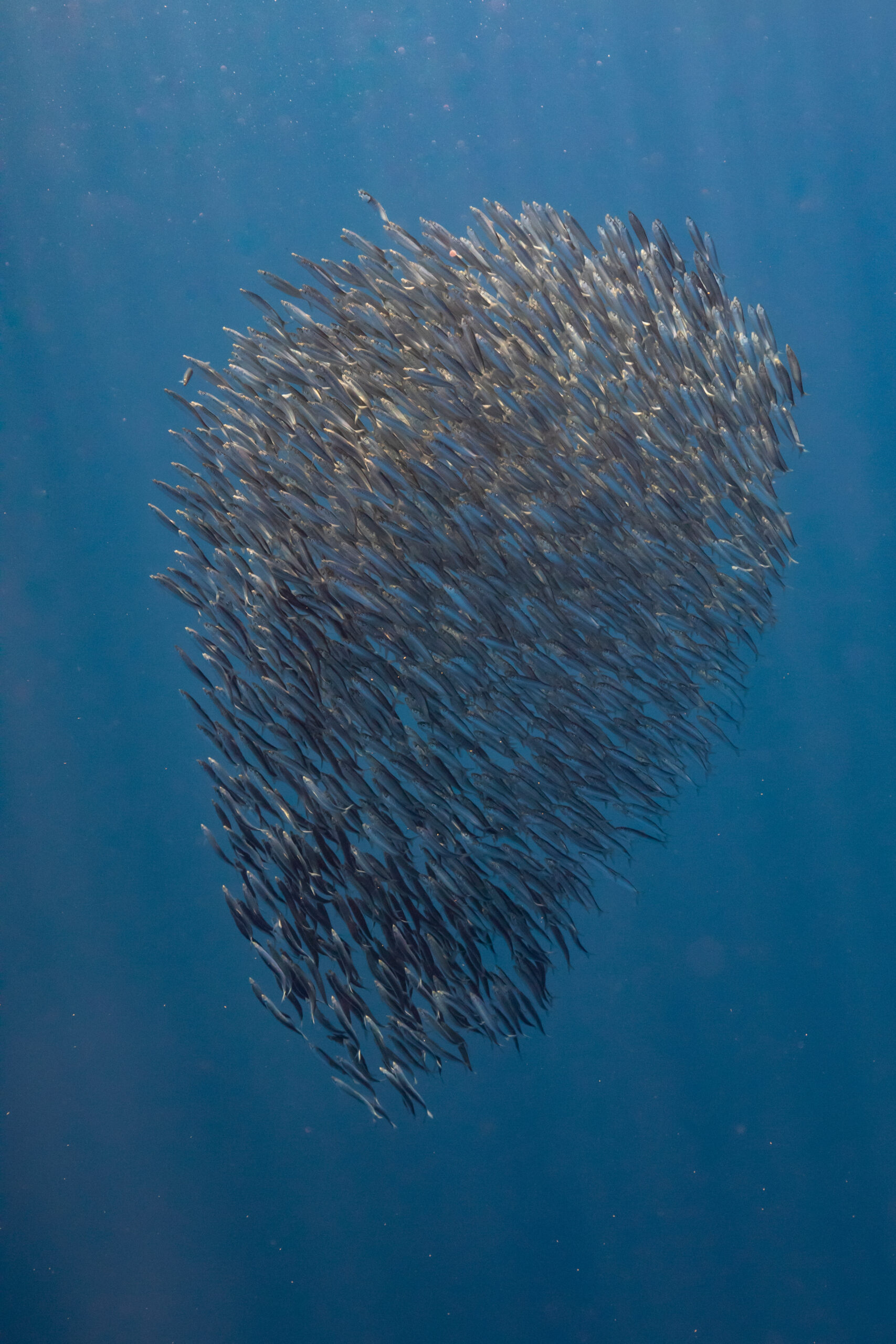 Les sardines sont de plus en plus petites - Sciences et Avenir