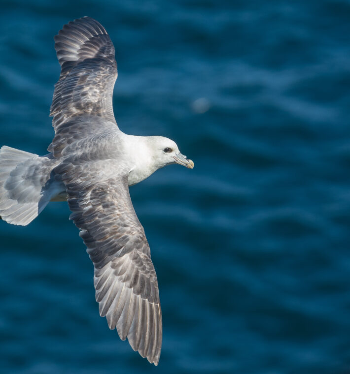fulmar boréal