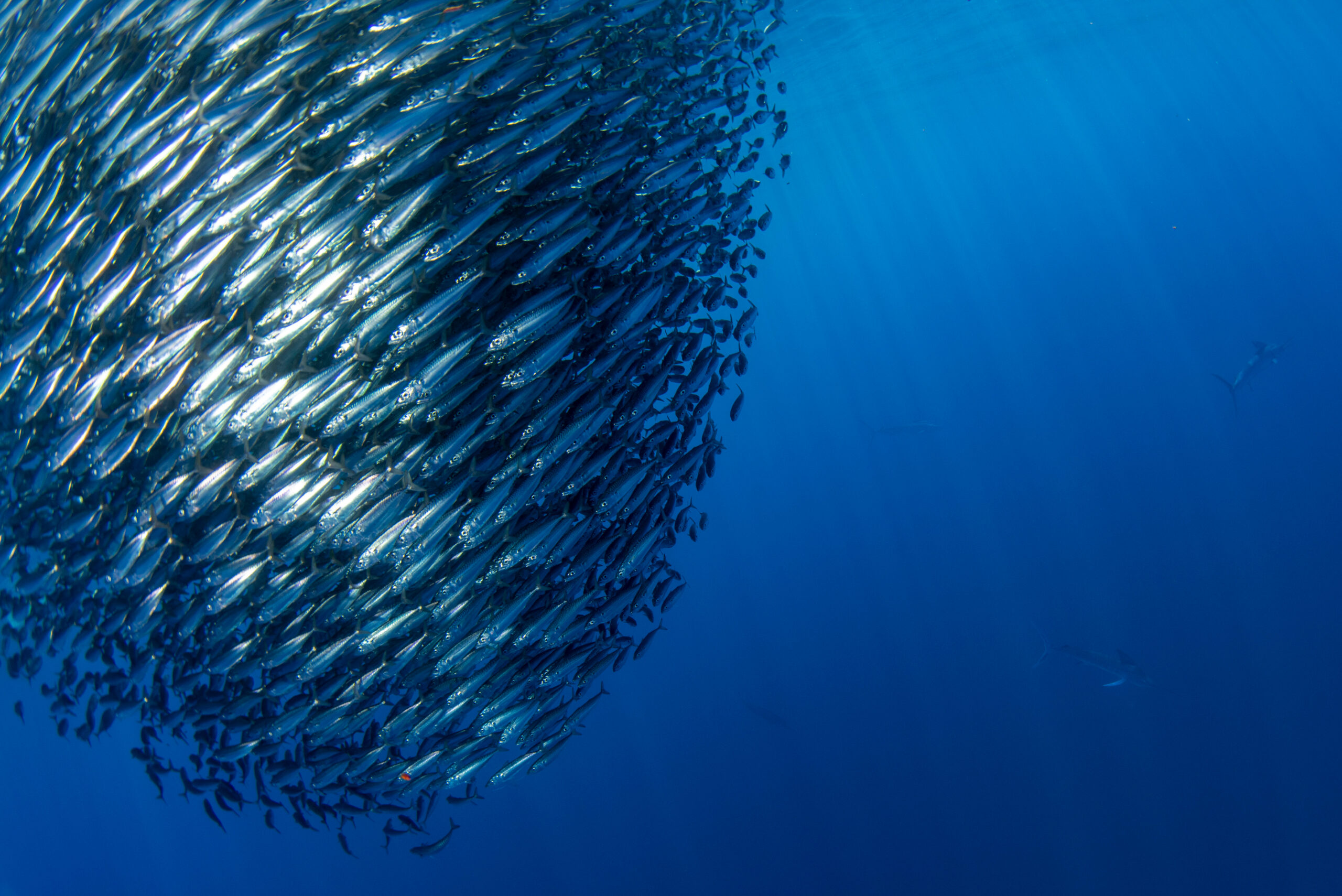 Qu’est-ce qu’une sardine issue de la pêche durable ?