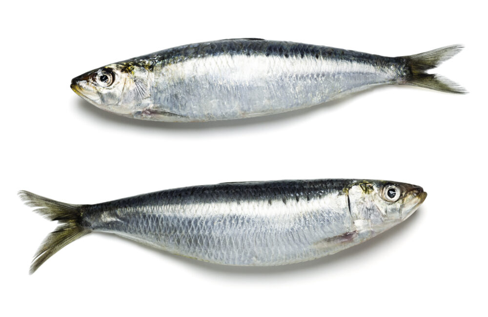 Anchois ou sardine, quelles différences ? - Phare d'Eckmühl