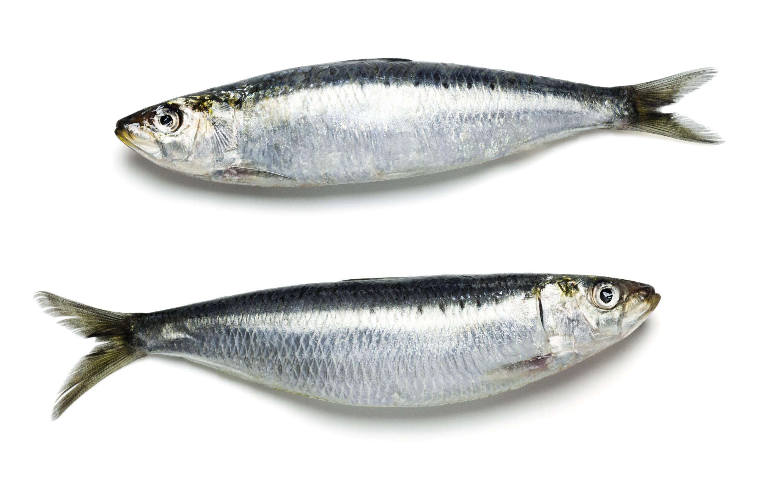 Anchois ou sardine, quelles différences ?