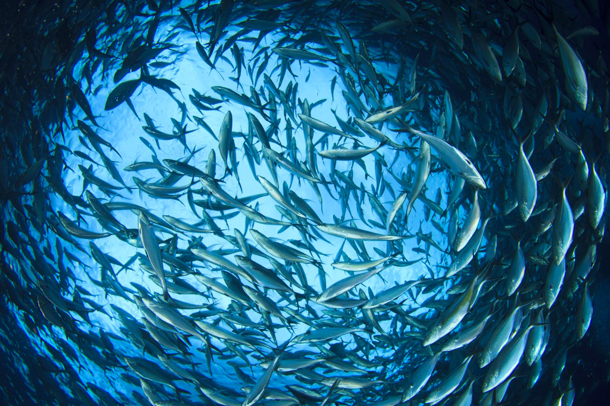 Comment compte-t-on les poissons dans la mer ?